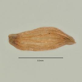  Seed:   Xyris fimbriata ; Photo by A. Gottlieb, USDA APHIS PPQ ITP, imageID.idtools.org